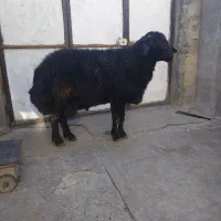 شک افشار|حیوانات مزرعه|بلبان آباد, |دیوار