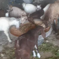 بزغاله علف خور شش عدد دو تا نر چهار تا ماده