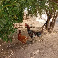 تخم لاری  تازه و نطفه دار|حیوانات مزرعه|سرپل ذهاب, |دیوار