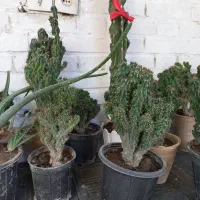 کاکتوس صخره‌ای|گل و گیاه طبیعی|اهواز, آسیاباد|دیوار