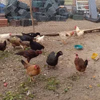 مرغ و خروس محلی|حیوانات مزرعه|ربط, |دیوار