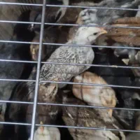 جوجه یک ماهه/مرغ/گلین/درجه یک/شهرضا