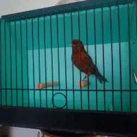 قناری|پرنده|اردبیل, |دیوار