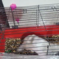 خرگوش لوپ|موش و خرگوش|پردیس, فاز ۲|دیوار