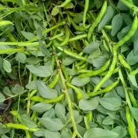 بذر محلی درجه یک|خدمات باغبانی و درختکاری|بهبهان, |دیوار