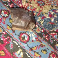 شهاب سنگ|کلکسیون و سرگرمی|شوسف, |دیوار