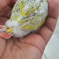 سانچیک سرلاکی/آناناسی دبل/راهب