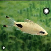 ماهی|ماهی|اهواز, زیتون کارمندی|دیوار