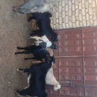 کهره نر مخصوص داشت