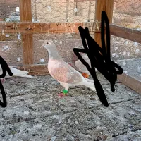 کفتر نروماده|پرنده|نیشابور, باغرود|دیوار