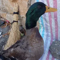 اردک اسرایلی بسیار زیبا