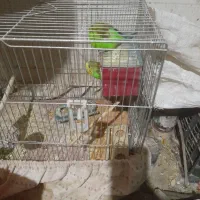 مرغ عشق|پرنده|لنجان, |دیوار