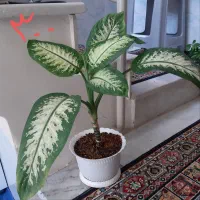 گل آپارتمانی