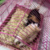 خوکچه هندی|موش و خرگوش|سهند, |دیوار