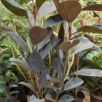 گل اپارتمانی خارجی پر برگ بادوام لطفا ورق بزن|گل و گیاه طبیعی|تبریز, |دیوار