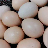 تخم مرغ گلپایگان