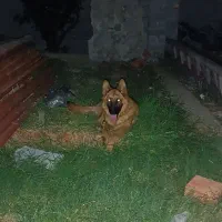 سگ ژرمن وورک