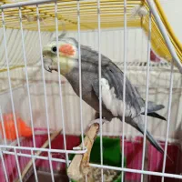 عروس هلندی گمشده در فردوان|حیوانات|اصفهان, فردوان|دیوار