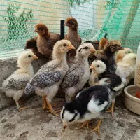 جوجه گلپایگان  جوجه اردک فروش تکی هم داریم