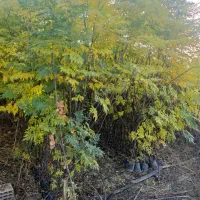 نهال های زیتون تلخ برای زینتی گلدانی ارتفاع ۳ متر|خدمات باغبانی و درختکاری|شیراز, شهرک سراج|دیوار