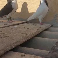 سیاهپوش نروماده