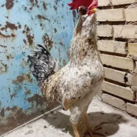 مرغ خروس وجوجه