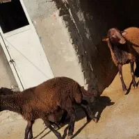 قوچ افشار مهربان|حیوانات مزرعه|ویسیان, |دیوار