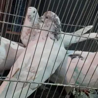 کبوتر