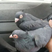 سیاه چشم نک|پرنده|باغ بهادران, |دیوار