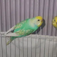 دو تا مرغ عشق رنگین کمانی و ۱ انگلیسی|پرنده|ایلام, |دیوار