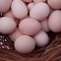 تخم مرغ محلی