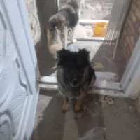 واگذاری حیوان