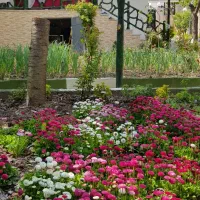 گل و گیاه ثعلب(ارکید) با سی سال سابقه علمی و عملی