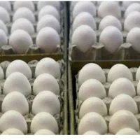 تخم مرغ زرد طلایی (وزن ۱۲،۵)