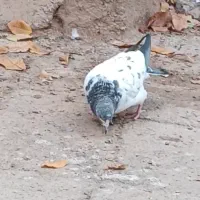 کبوتر پرشی اس|پرنده|مهدی شهر, |دیوار