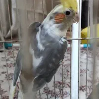 4 عدد عروس هلندی نژادهای لوتینو و ابلق و سیامون|پرنده|مشهد, ادیب نیشابوری (شهرک غرب)|دیوار