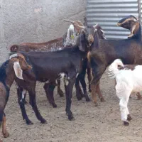 3راس بز جملی