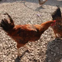 فروش مرغ وخروس گلپایگان|حیوانات مزرعه|پاکدشت, پاکدشت (مامازند)|دیوار