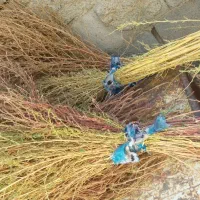 جارو|جاروبرقی، جارو شارژی، بخارشو|کاکاوند, |دیوار