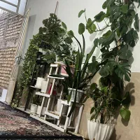 تمامی گل ها بفروش می‌رسد