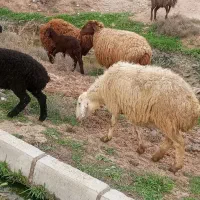 گوسفندزنده میش شیشک