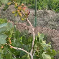 باغ پسته 1.6هکتاری|فروش زمین و ملک کلنگی|دشتابی, |دیوار