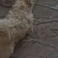 سگ پاکوتاه سفید.گم شده.