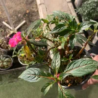 انواع گیاهان آپارتمانی|گل و گیاه طبیعی|کرج, شهرک اوج|دیوار