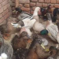 اردک کاکولی سبز و مرواریدی و روسی|حیوانات مزرعه|نقده, |دیوار