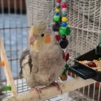 عروس هلندی نر