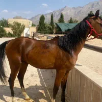 اسب ۲ ساله نژاد عرب