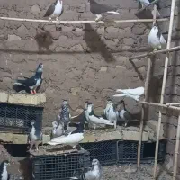 3 عدد کبوتر رنگی همگی آس همشون پرنده زنگ