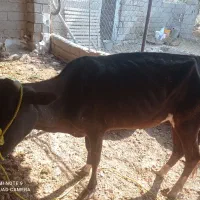 گاو وگوساله|حیوانات مزرعه|برازجان, |دیوار