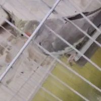 چهار عدد عروس هلندی با ۴تخم|پرنده|میناب, |دیوار